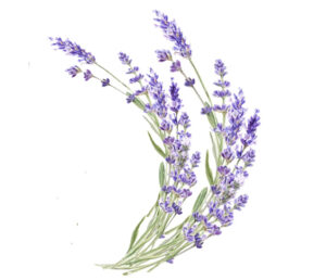 immagine lavanda