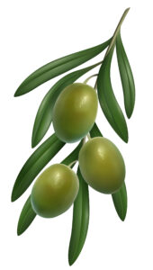 Immagine olive